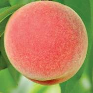 Саджанець Персик Старк Ерлі Гло